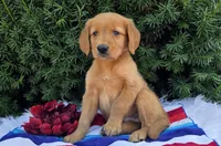 Star, a male Golden Retriever for sale in Harlan, IN – 2 of 4