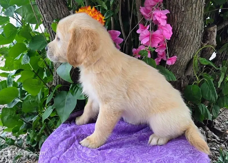 Ava – Golden Retriever puppy for sale in Harlan, IN