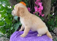 Ava, a female Golden Retriever for sale in Harlan, IN – 1 of 4