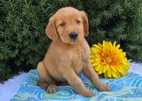 Timmy , a male Golden Retriever for sale in Harlan, IN – 2 of 4