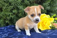 Danny, a male Chihuahua for sale in Harlan, IN – 3 of 4