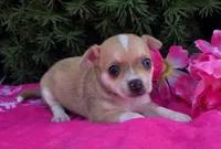 Lilac, a female Chihuahua for sale in Harlan, IN – 2 of 4