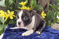 Jackson , a male Boston Terrier for sale in Harlan, IN – 4 of 4