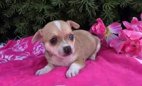 Lilac, a female Chihuahua for sale in Harlan, IN – 3 of 4