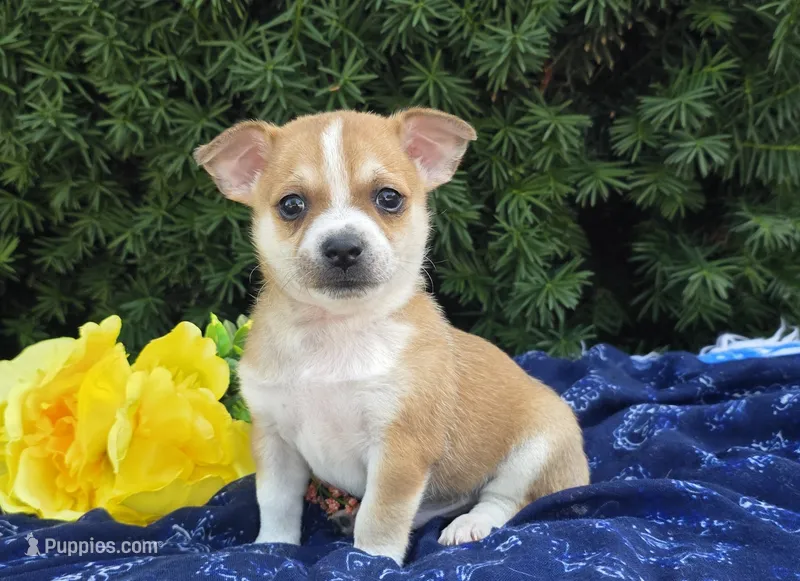 Danny – Chihuahua puppy on hold in Harlan, IN
