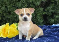 Danny, a male Chihuahua for sale in Harlan, IN – 1 of 4