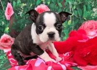 Lindy, a female Boston Terrier for sale in Harlan, IN – Photo 2 of 4