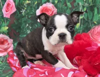 Lindy, a female Boston Terrier for sale in Harlan, IN – Photo 3 of 4