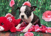 Lindy, a female Boston Terrier for sale in Harlan, IN – Photo 4 of 4