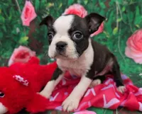 Lindy, a female Boston Terrier for sale in Harlan, IN – Photo 1 of 4