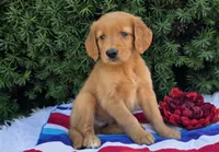 Star, a male Golden Retriever for sale in Harlan, IN – 3 of 4
