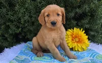 Timmy , a male Golden Retriever for sale in Harlan, IN – 3 of 4
