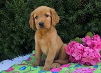 Maxine, a female Golden Retriever for sale in Harlan, IN – 3 of 4