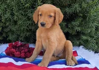 Star, a male Golden Retriever for sale in Harlan, IN – 1 of 4
