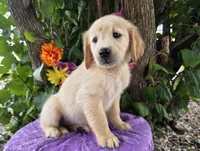 Ava, a female Golden Retriever for sale in Harlan, IN – 4 of 4