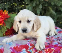 Francine , a female Golden Retriever for sale in Harlan, IN – 2 of 4