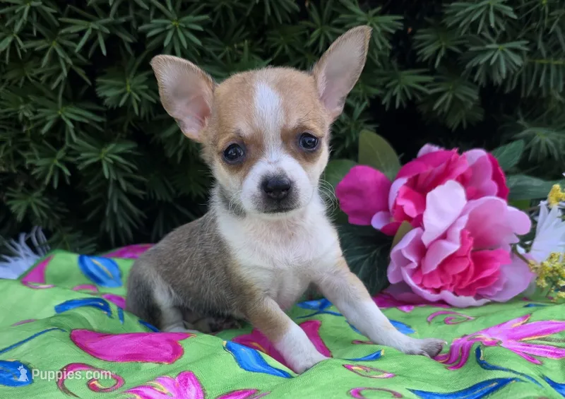 Lilly – Chihuahua puppy for sale in Harlan, IN