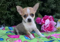 Lilly, a female Chihuahua for sale in Harlan, IN – 1 of 4