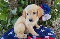 Ansin, a male Golden Retriever for sale in Harlan, IN – 2 of 4