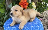 Andy, a male Golden Retriever for sale in Harlan, IN – 2 of 4