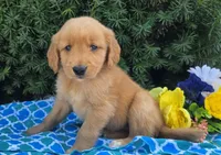Mack , a male Golden Retriever for sale in Harlan, IN – 3 of 4