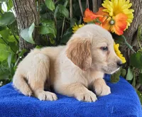 Marlin , a male Golden Retriever for sale in Harlan, IN – 2 of 4
