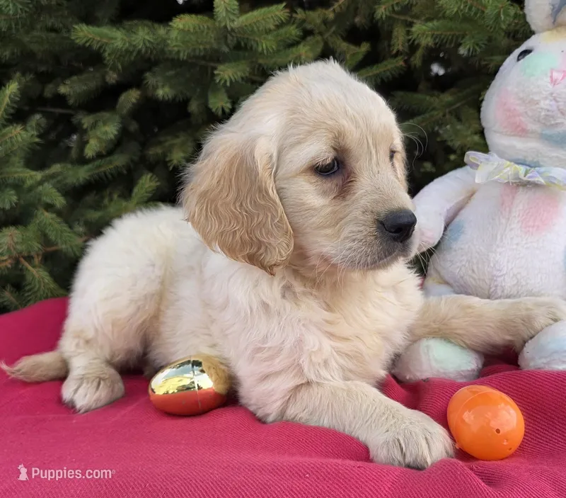 Marla – Golden Retriever puppy for sale in Harlan, IN