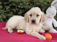 Marla, a female Golden Retriever for sale in Harlan, IN – Photo 4 of 4