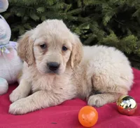 Marla, a female Golden Retriever for sale in Harlan, IN – Photo 2 of 4