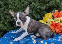 Jackson , a male Boston Terrier for sale in Harlan, IN – 2 of 3