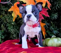 Jordan, a male Boston Terrier for sale in Harlan, IN – Photo 1 of 4