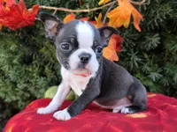 Jordan, a male Boston Terrier for sale in Harlan, IN – Photo 4 of 4