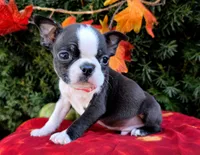 Jordan, a male Boston Terrier for sale in Harlan, IN – Photo 3 of 4