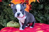 Jordan, a male Boston Terrier for sale in Harlan, IN – Photo 2 of 4
