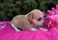 Lilac, a female Chihuahua for sale in Harlan, IN – 4 of 4