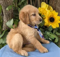 Bryson, a male Golden Retriever for sale in Harlan, IN – 3 of 5