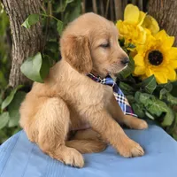 Bryson, a male Golden Retriever for sale in Harlan, IN – 5 of 5