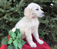 Susanna, a female Golden Retriever for sale in Harlan, IN – Photo 3 of 3