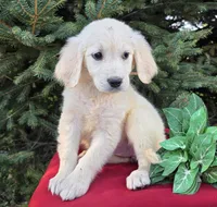 Susanna, a female Golden Retriever for sale in Harlan, IN – Photo 2 of 3