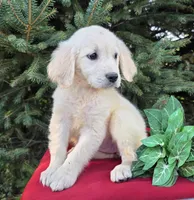Susanna, a female Golden Retriever for sale in Harlan, IN – Photo 1 of 3