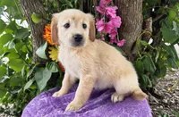 Ava, a female Golden Retriever for sale in Harlan, IN – 2 of 4