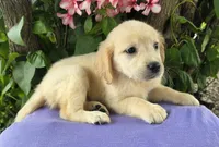 Carli, a female Golden Retriever for sale in Harlan, IN – 4 of 4