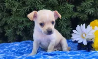 Frisky, a male Chihuahua for sale in Harlan, IN – 2 of 4