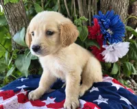 Ansin, a male Golden Retriever for sale in Harlan, IN – 3 of 4