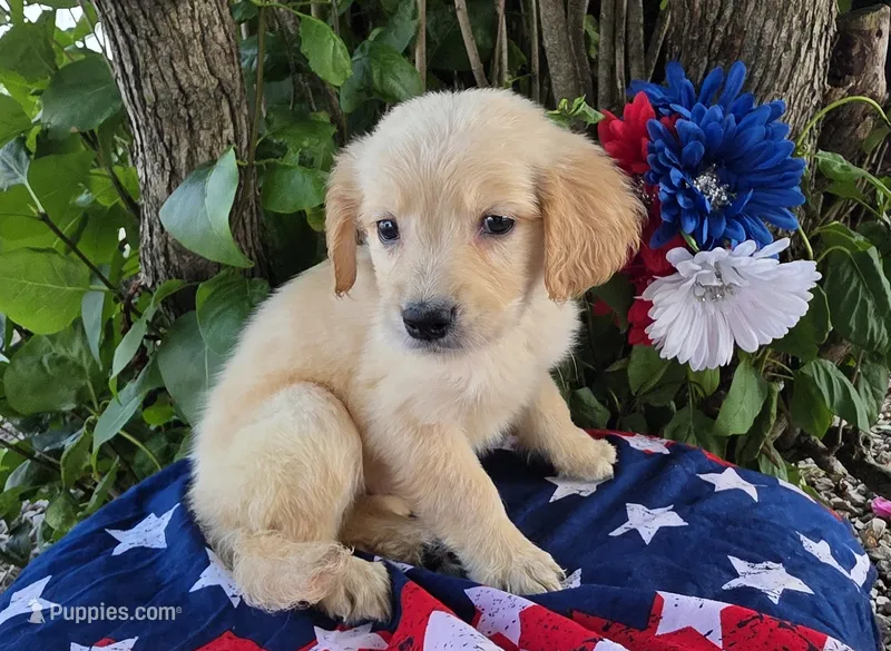 Ansin – Golden Retriever puppy for sale in Harlan, IN