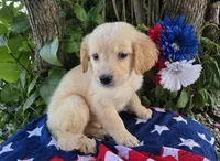 Ansin, a male Golden Retriever for sale in Harlan, IN – 1 of 4