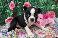 Misty, a female Boston Terrier for sale in Harlan, IN – Photo 4 of 4
