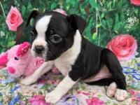 Misty, a female Boston Terrier for sale in Harlan, IN – Photo 3 of 4