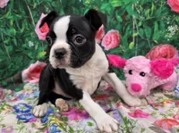 Misty, a female Boston Terrier for sale in Harlan, IN – Photo 2 of 4
