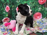 Misty, a female Boston Terrier for sale in Harlan, IN – Photo 1 of 4